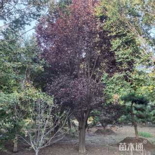 40公分紫叶李