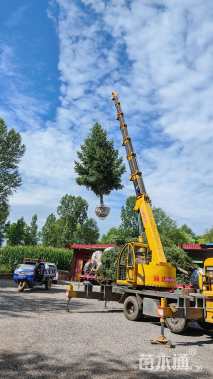 高度600厘米青海云杉