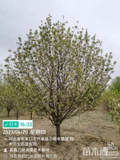 14.7公分八棱海棠