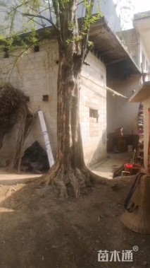 老家老树不知道什么品种求科普