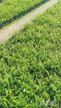 高度20厘米肾蕨