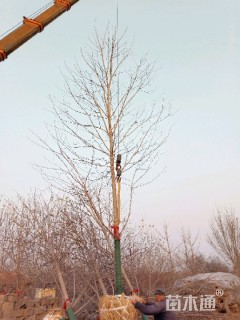 15公分美国红枫