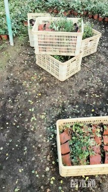 20厘米花叶络石