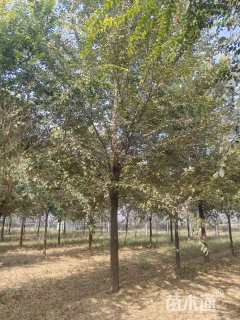 15公分榆树