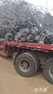 18公分染井吉野樱