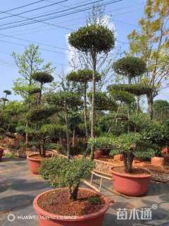 高度200厘米尖叶木樨榄