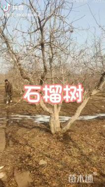 高度360厘米石榴