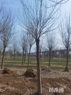 16公分秋紫白蜡