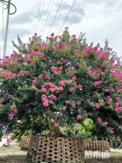 10公分小叶紫薇