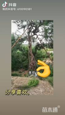 高度400厘米松柏