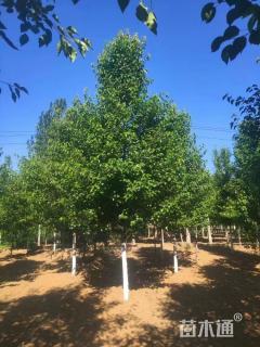 12公分彩叶豆梨