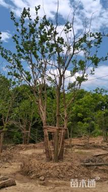 60公分(5杆)丛生乌桕