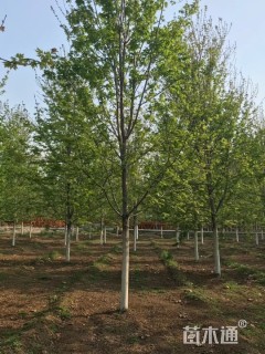 18公分美国红枫