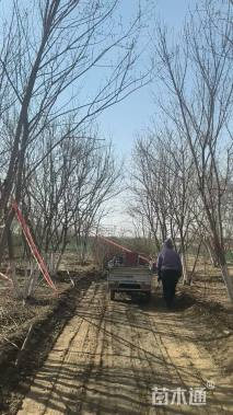 高度500厘米丛生茶条槭