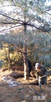 高度600厘米华山松