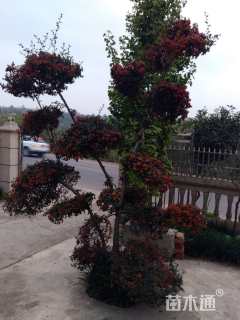 高度3300厘米火棘