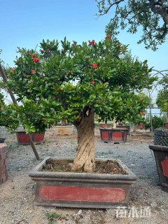 20公分造型石榴