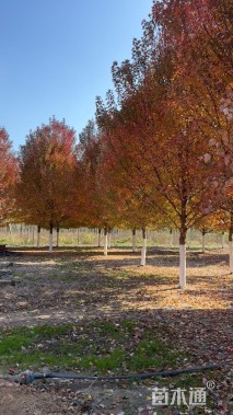 16公分美国红枫-红冠