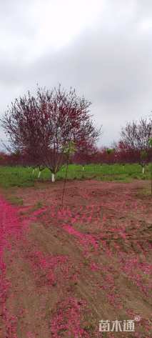 15公分红叶碧桃