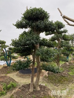 10公分无刺枸骨