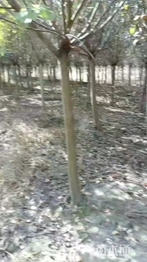 高度1800厘米丁香