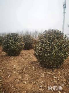 冠幅100厘米卫矛球