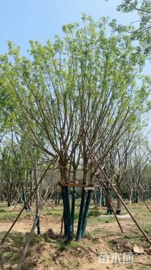 高度800厘米丛生元宝枫