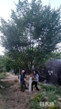 10公分北美海棠