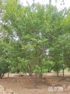 高度510厘米丛生五角枫