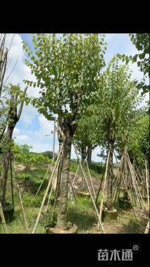 高度500厘米紫荆