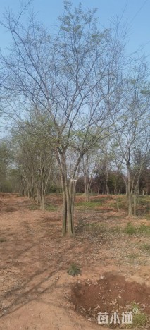 75公分(5杆)丛生朴树