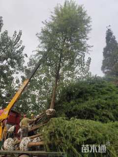 14公分墨西哥落羽杉