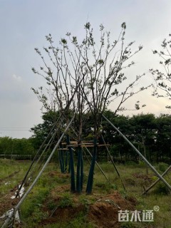 50公分丛生乌桕