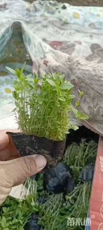 高度10厘米千屈菜