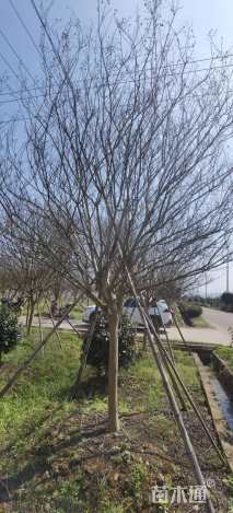 12公分四川红紫薇