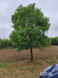 高度450厘米中华石楠