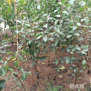 高度100厘米太秋甜柿苗