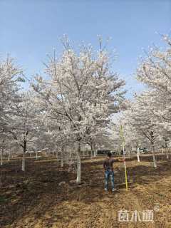 15公分染井吉野樱