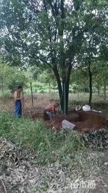 21公分丛生香樟