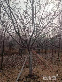 22公分染井吉野樱