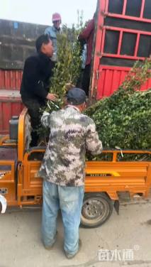 高度100厘米北海道黄杨