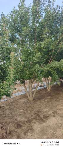 高度700厘米丛生五角枫