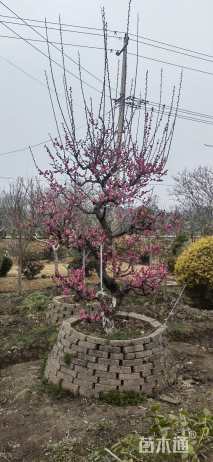 14公分造型红梅