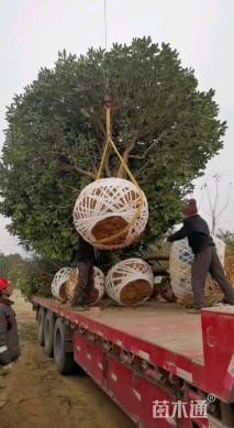 高度400厘米丛生桂花