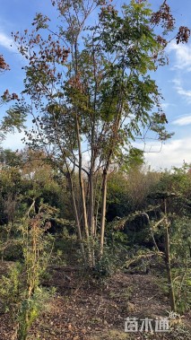 40公分(4杆)丛生栾树