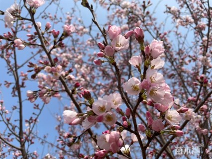 11.8公分江户彼岸樱