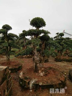 40公分造型椤木石楠