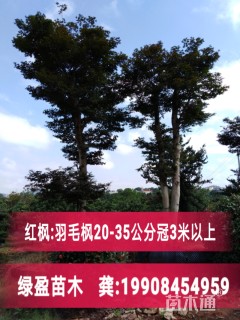 35公分红枫