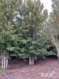 15公分美国红枫