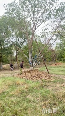 60公分丛生乌桕